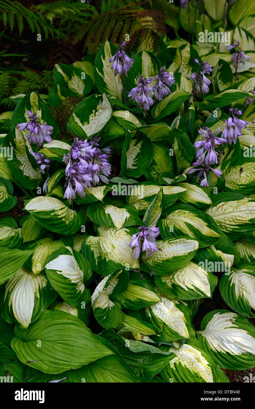 Hosta grün weiß bunte Blätter Laub lila Blume Blumen Blüte Mix Farbe Farben bunt gemischt Stockfoto
