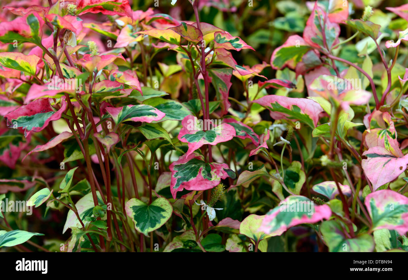 Houttuynia Cordata Rattenfänger sommergrüne mehrjährige orange gelb rot grün bunt bunt bunt gemischte gemischt Laub Stockfoto