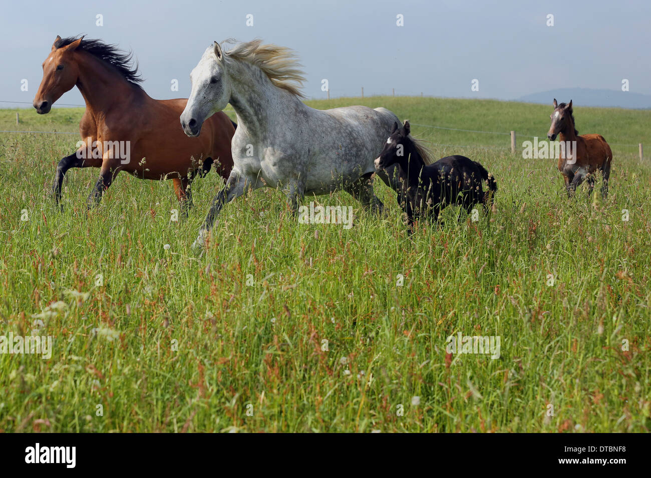 Stuten und Fohlen Galopp durch die hohen Rasen von einer Weide Stockfoto