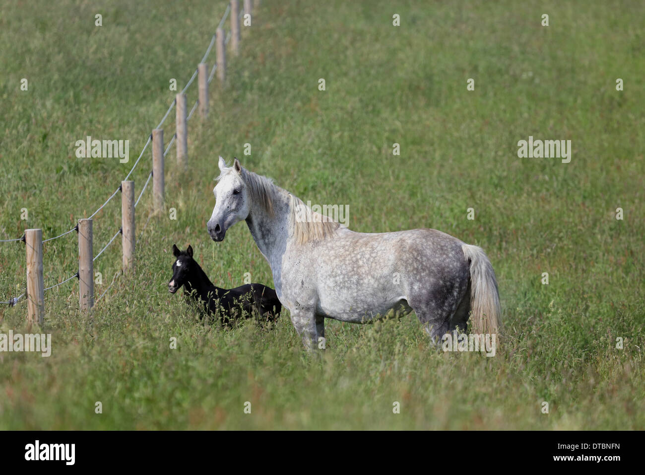 Stute und Fohlen stehen in dem hohen Rasen von einer Weide Stockfoto