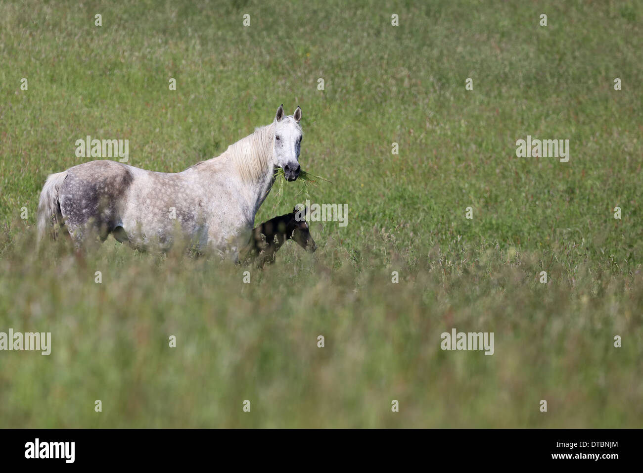 Stute und Fohlen stehen in dem hohen Rasen von einer Weide Stockfoto