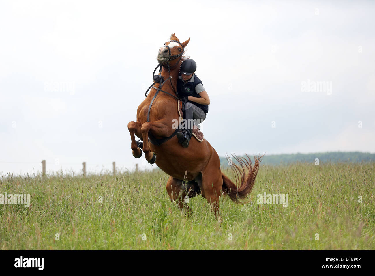 Pferd versucht, seinem Reiter zu werfen Stockfoto