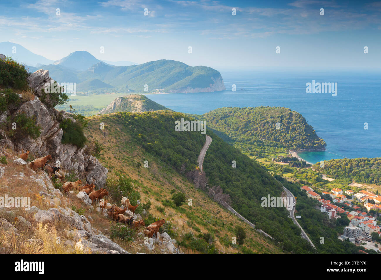 Herde von Ziegen in Montenegro Küstengebirge Stockfoto