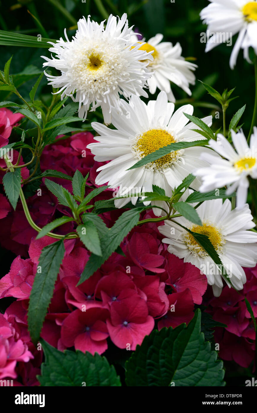 Leucanthemum Highland weißer Traum Hortensie heiße rote weiße Blume Blumen mix gemischte Pflanzung Kombination Garten Stockfoto