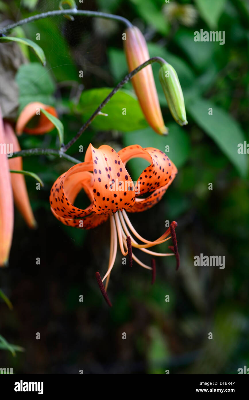 Tiger lily lilium lancifolium splendens Fotos und Bildmaterial in