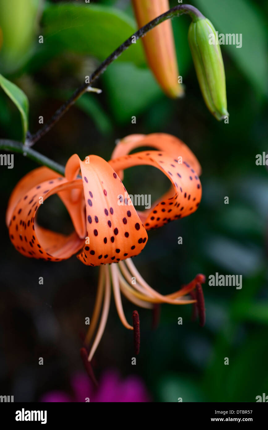 Tiger lily lilium lancifolium splendens Fotos und Bildmaterial in