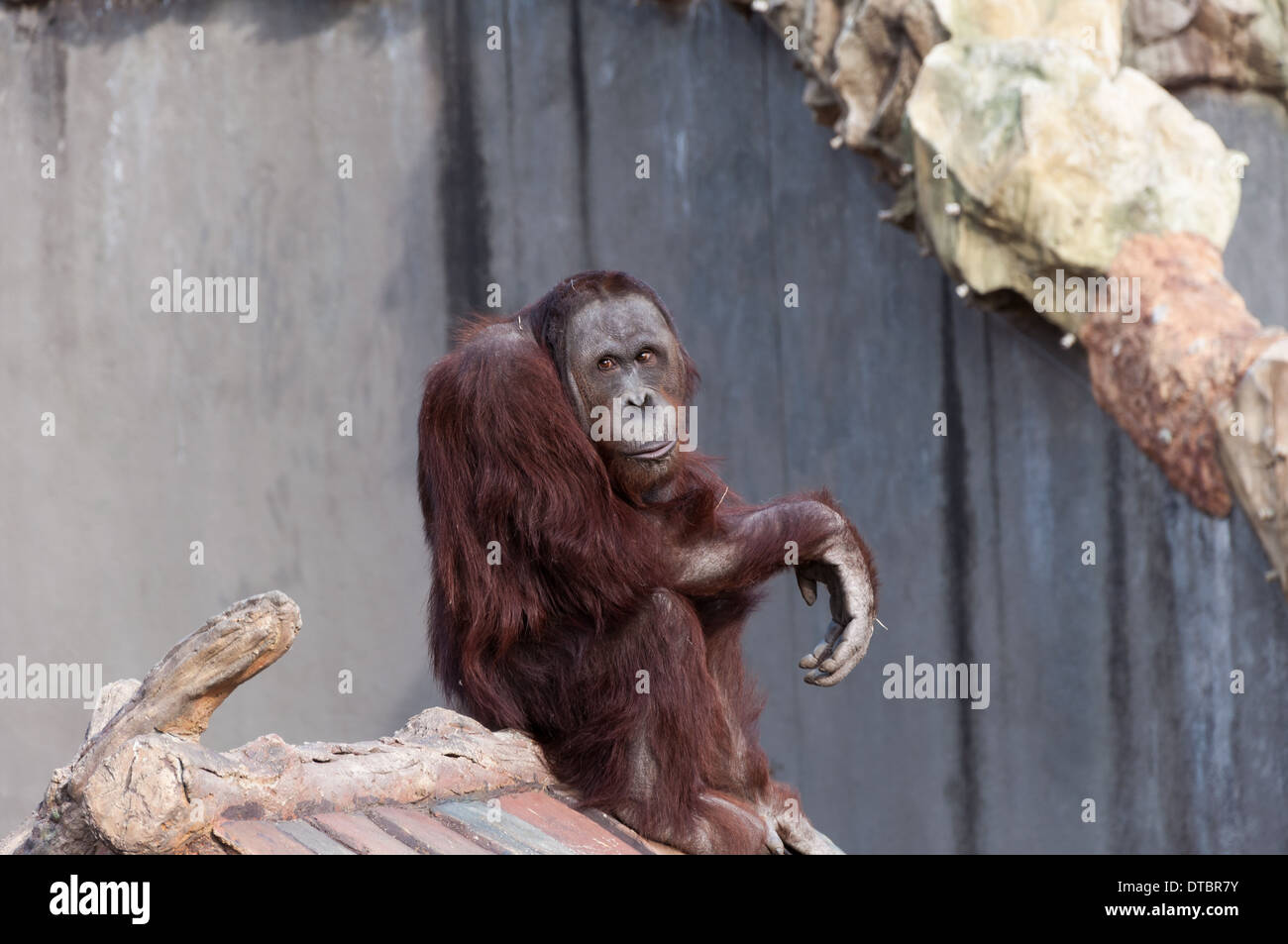 Orang-Utan im Zoo von Seoul. Stockfoto