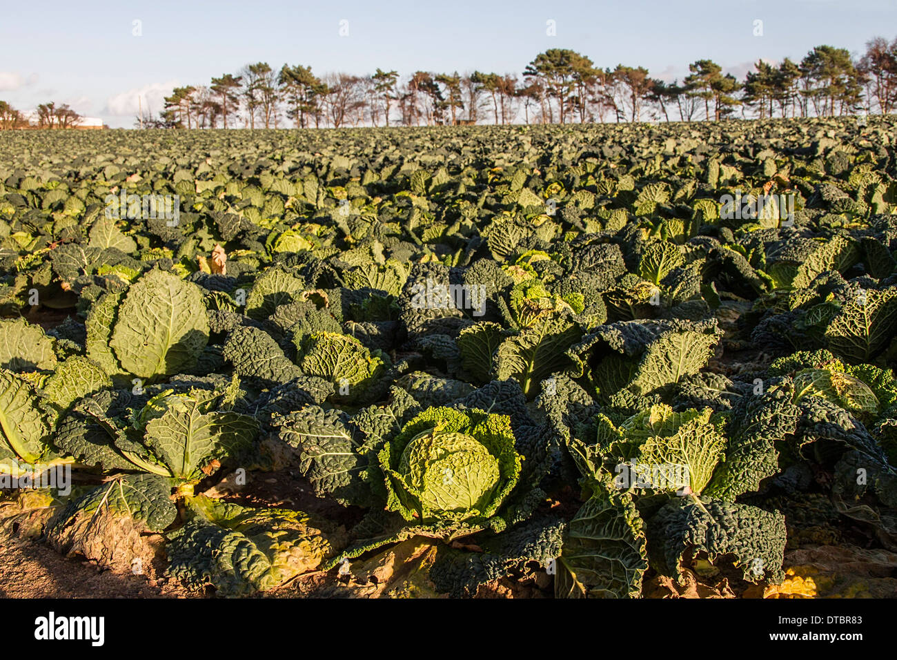 Ein Feld von Savoyen Kohl in Suffolk - Brassica oleracea Stockfoto