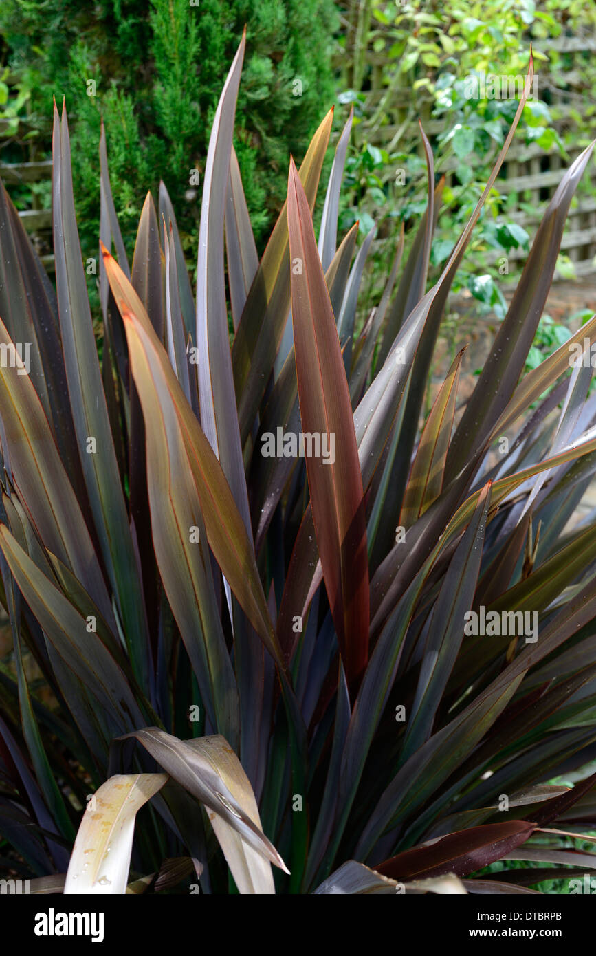 Phormium schwarze Kreuzotter Neuseeland Flachs Laub Blätter dunkel lila aufrecht Stockfoto
