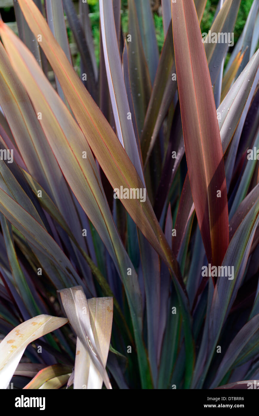 Phormium schwarze Kreuzotter Neuseeland Flachs Laub Blätter dunkel lila aufrecht Stockfoto
