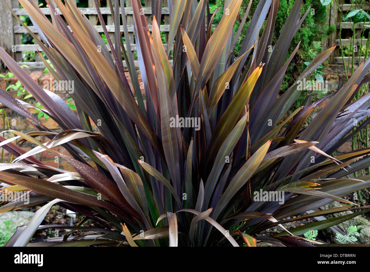 Phormium schwarze Kreuzotter Neuseeland Flachs Laub Blätter dunkel lila aufrecht Stockfoto