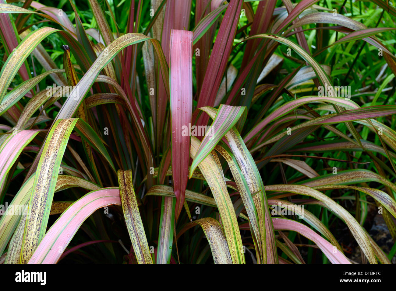 Phormium Narr Neuseeland Flachs Laub Blätter grün roten Riemchen Orange rosa Bronze bunt gemustert Stockfoto