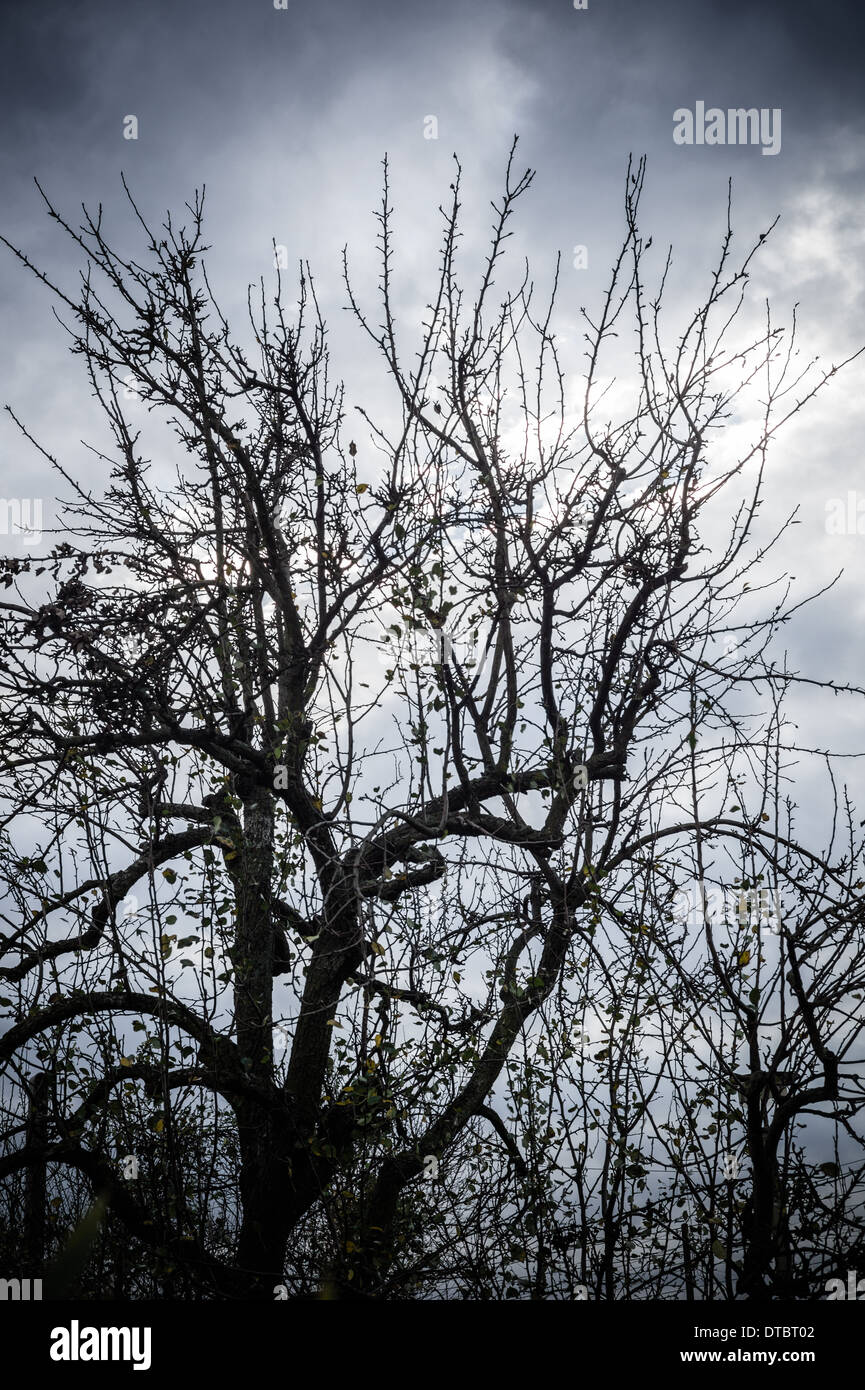 Silhouette eines Apfelbaums gegen bewölktem Himmel Stockfoto