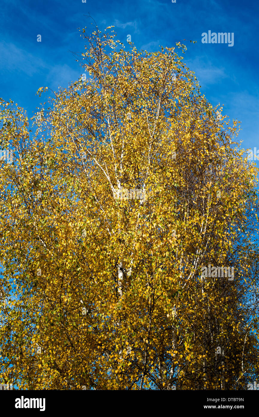 Birken mit Herbst-farbigen Blätter Stockfoto