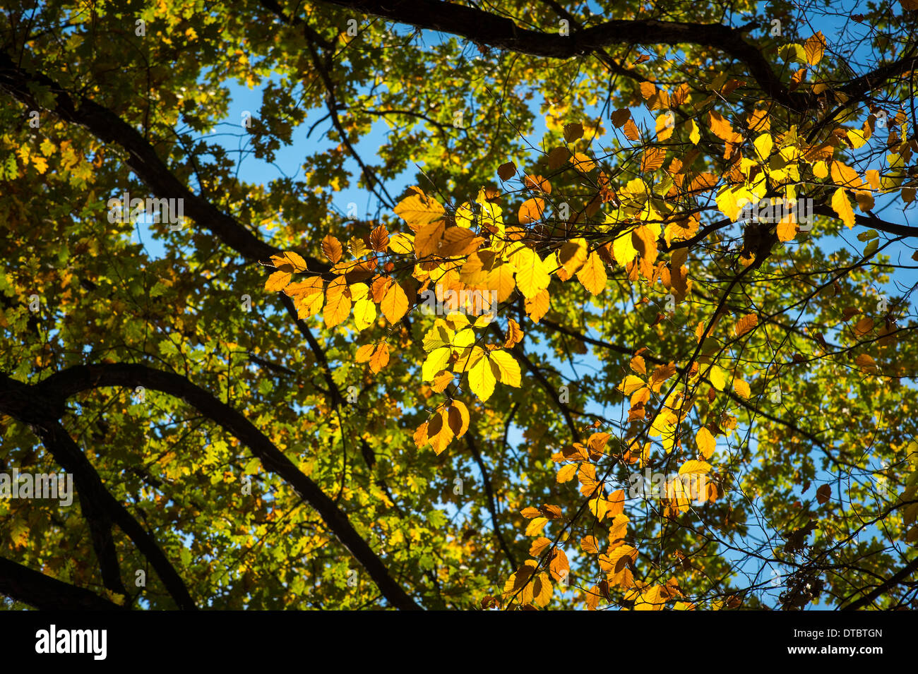 Herbst Blätter gefärbt Stockfoto