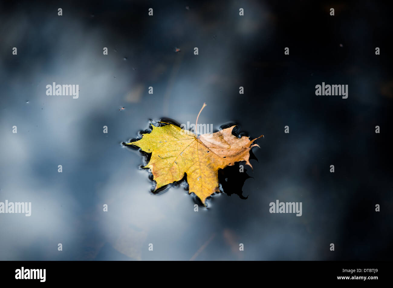 Autumnal farbige Blatt im Wasser schwimmende Stockfoto