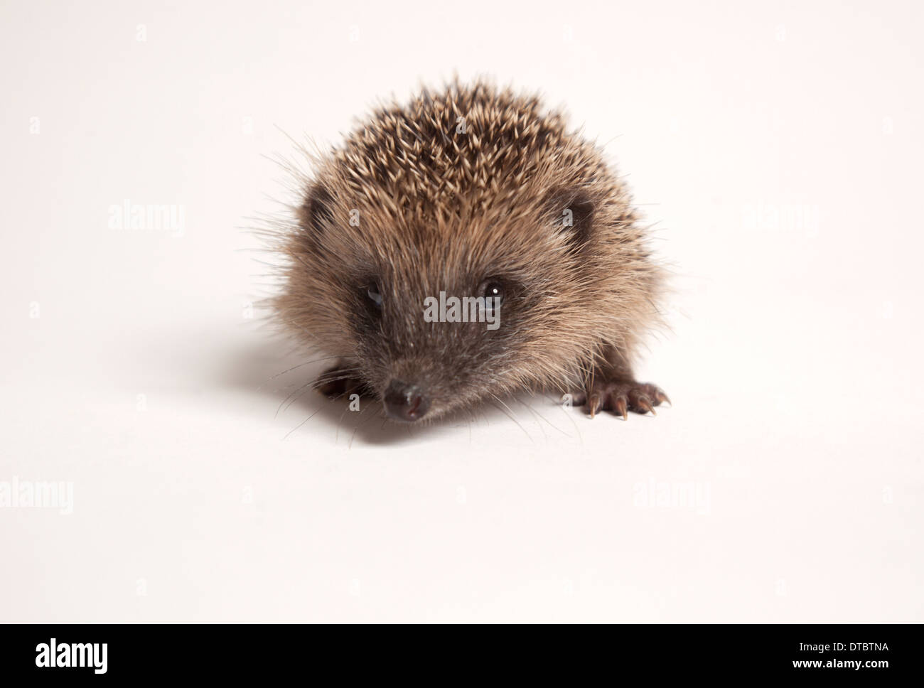 Juvenile Europäische Igel im studio Stockfoto