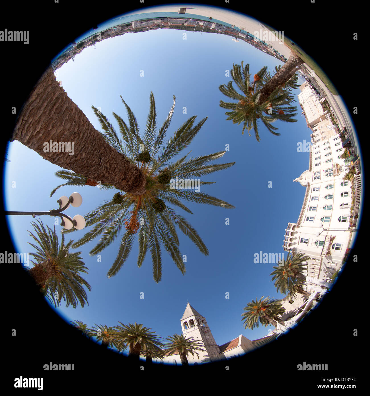 Nach oben auf eine Palme mit 360-Grad-Ansicht Stockfoto