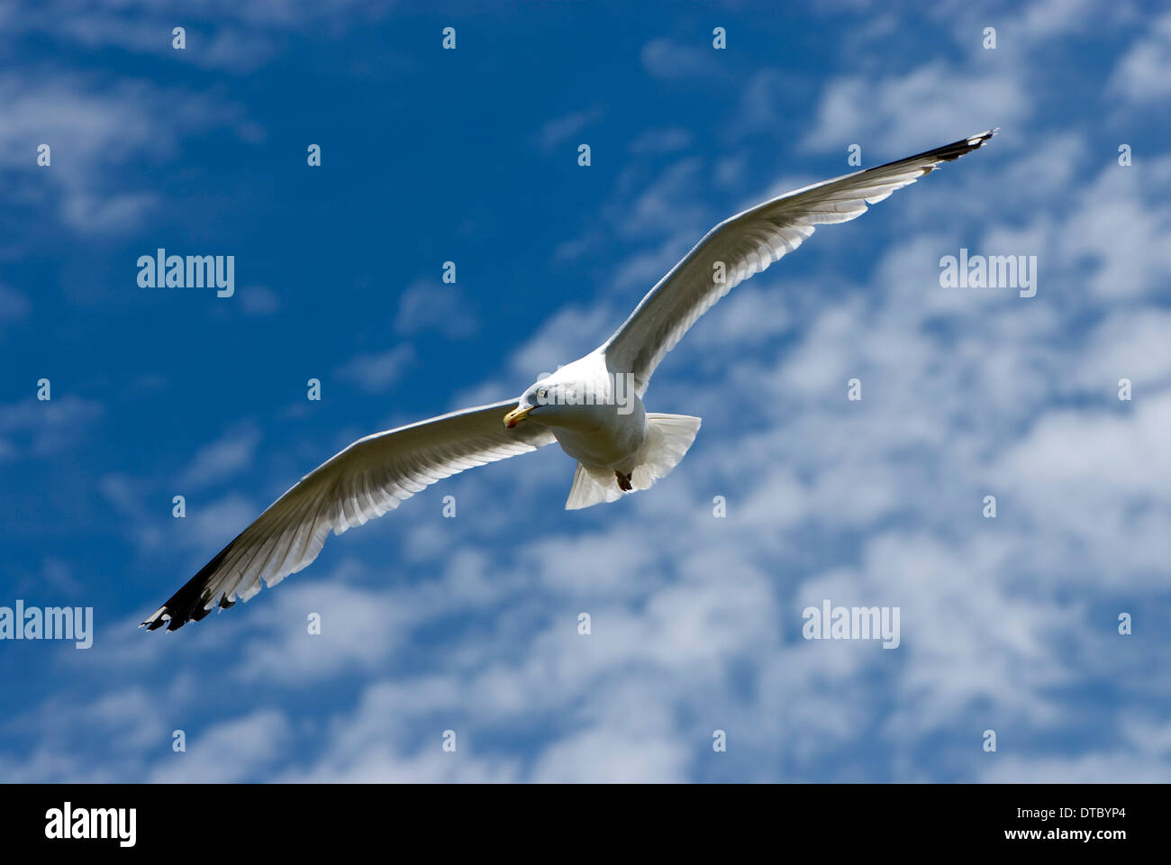 Möwe-Atlantikküste-Bretagne Stockfoto