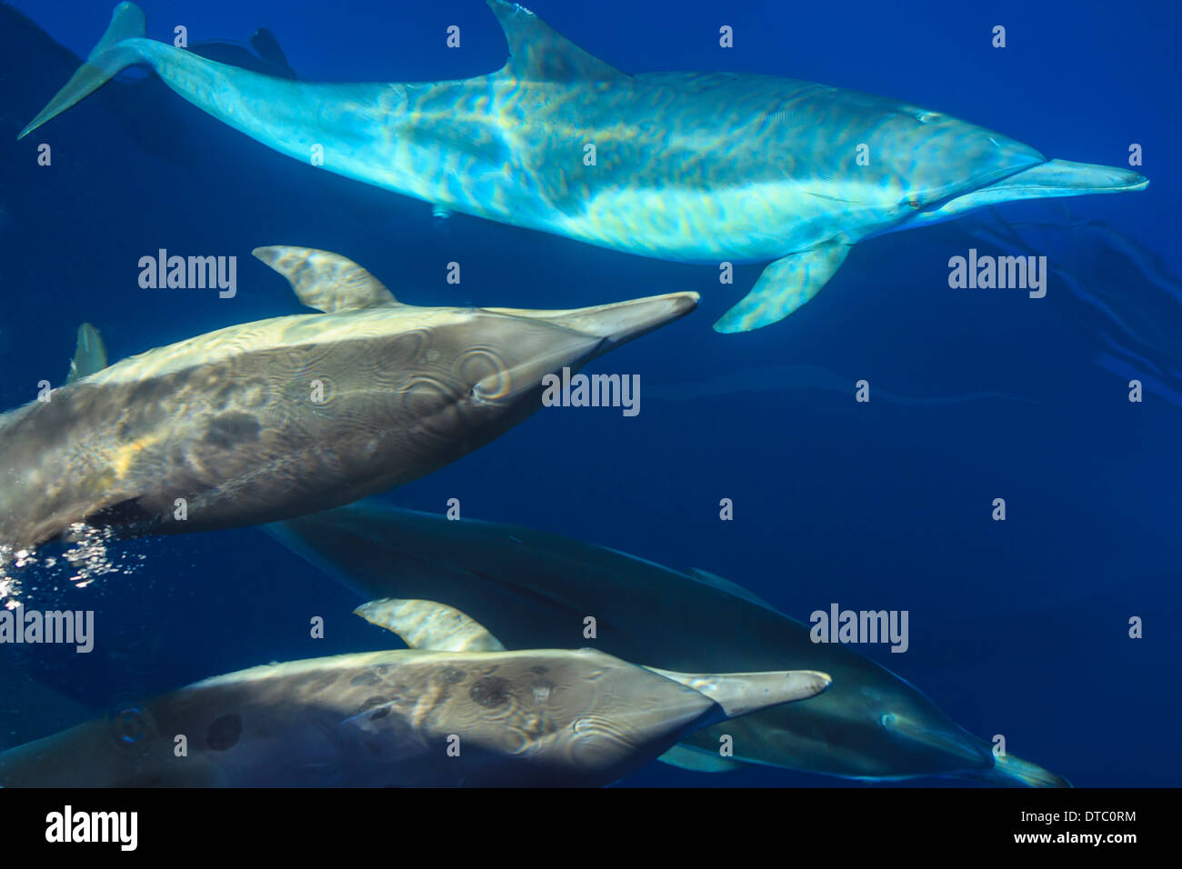 Kleine Gruppe von langem Schnabel gemeine Delfine (Delphinus Capesis) Tauchen, San Diego, Kalifornien, USA Stockfoto