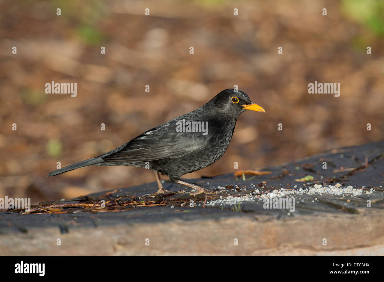 Amsel; Turdus Merula; Männlich; UK Stockfoto