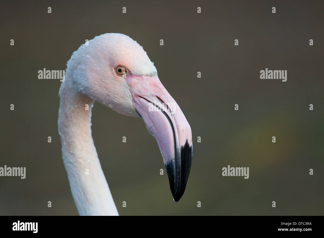 Chilenische Flamingo; Phoenicopterus Chilensis; In Gefangenschaft; UK Stockfoto