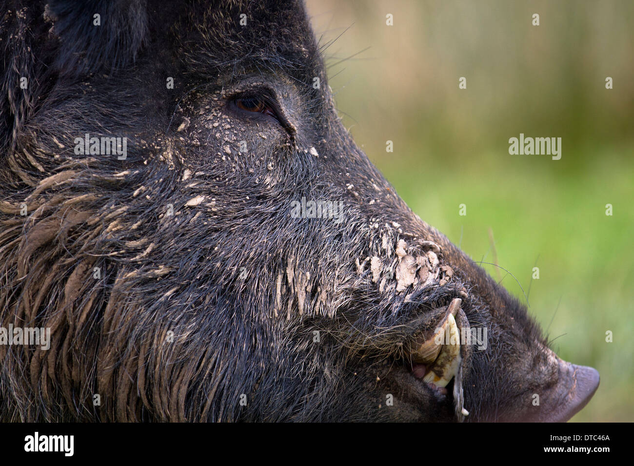 Wildschwein; Sus Scrofa; In Gefangenschaft; Gesicht Detail; UK Stockfoto