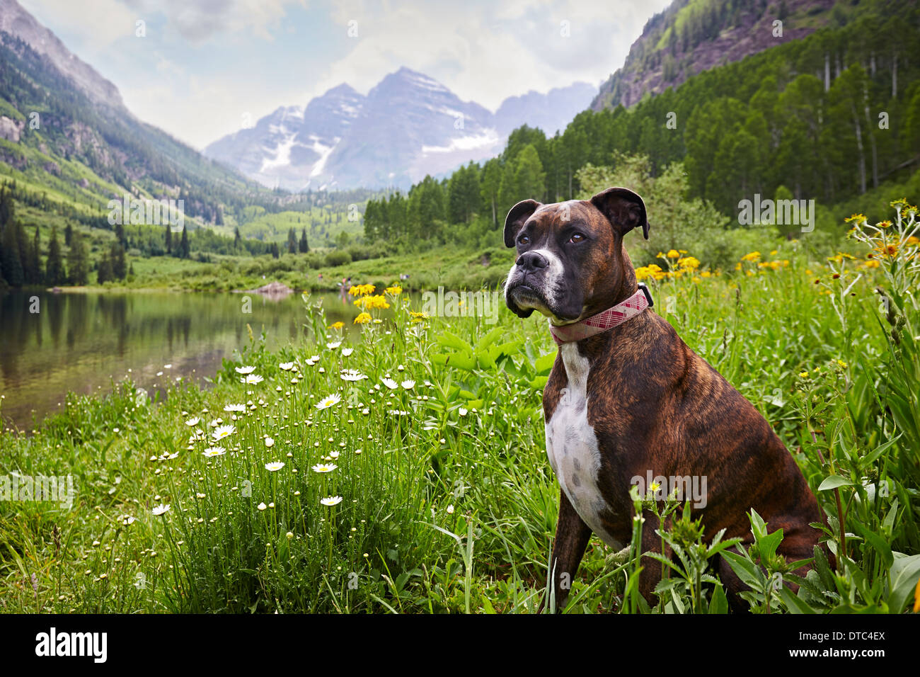 Hundesitting in Wildblumenwiese, Aspen, Colorado, USA Stockfoto