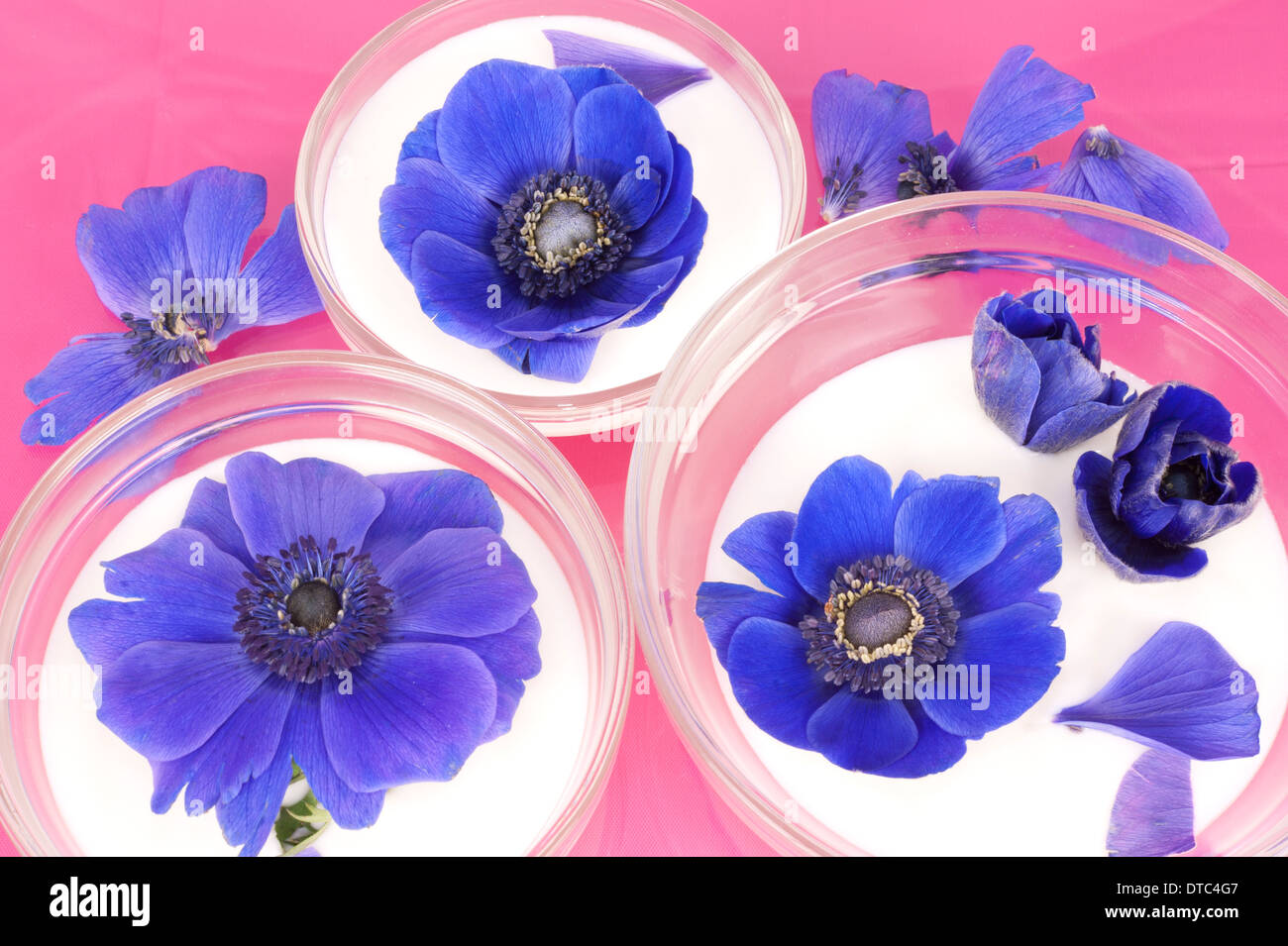 Drei Schüsseln mit Joghurt verziert mit blauen Windflowers auf einem rosa Hintergrund Stockfoto