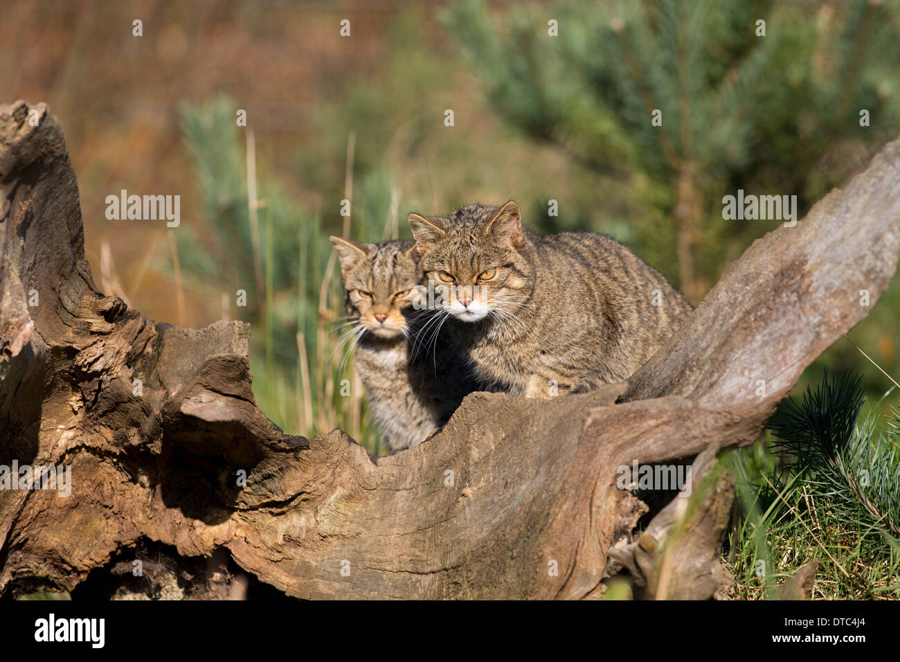Wilde Katzen; Felix Sylvestris; In Gefangenschaft; UK Stockfoto