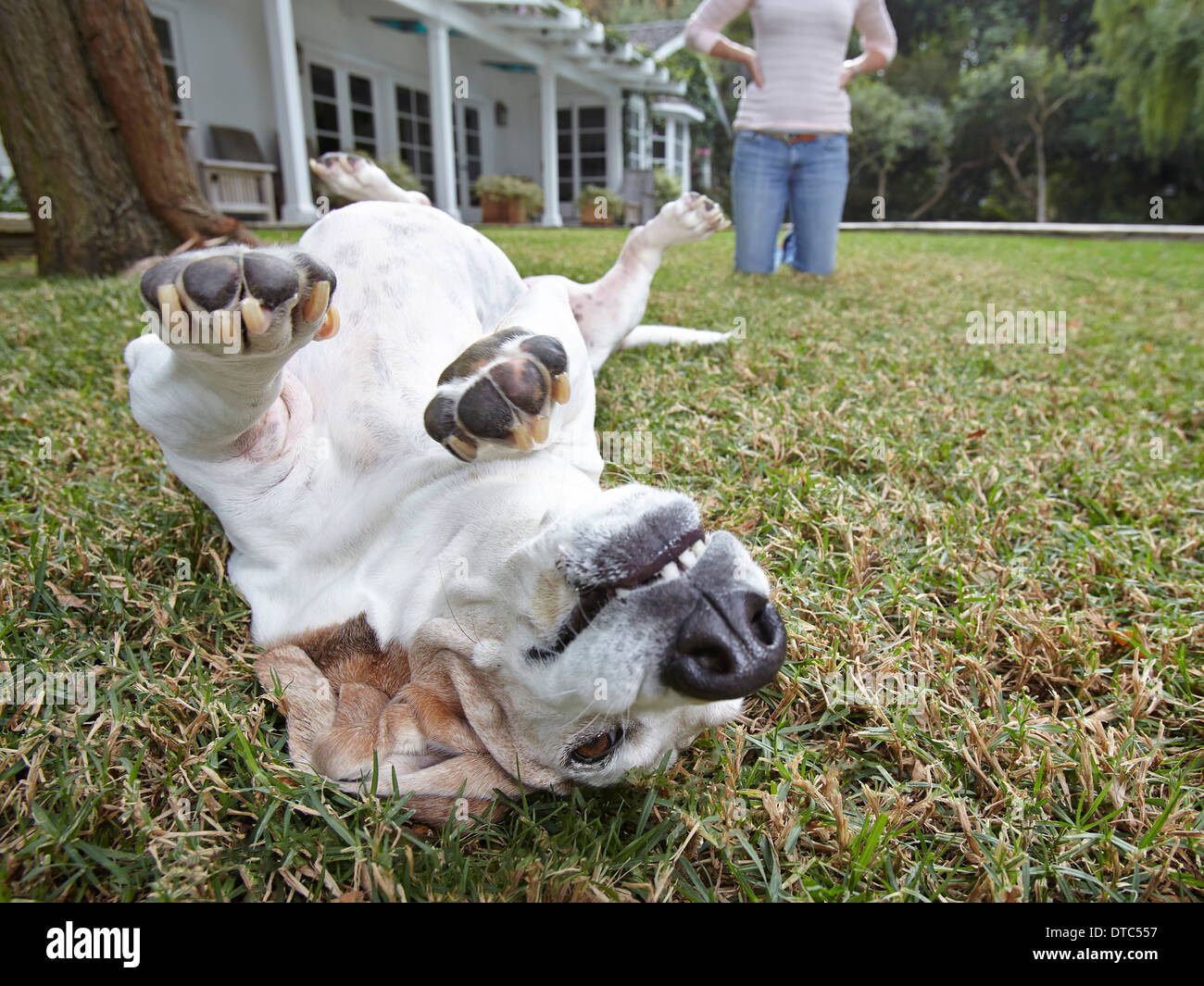 Hund Überrollen auf Rasen, Frau im Hintergrund Stockfoto