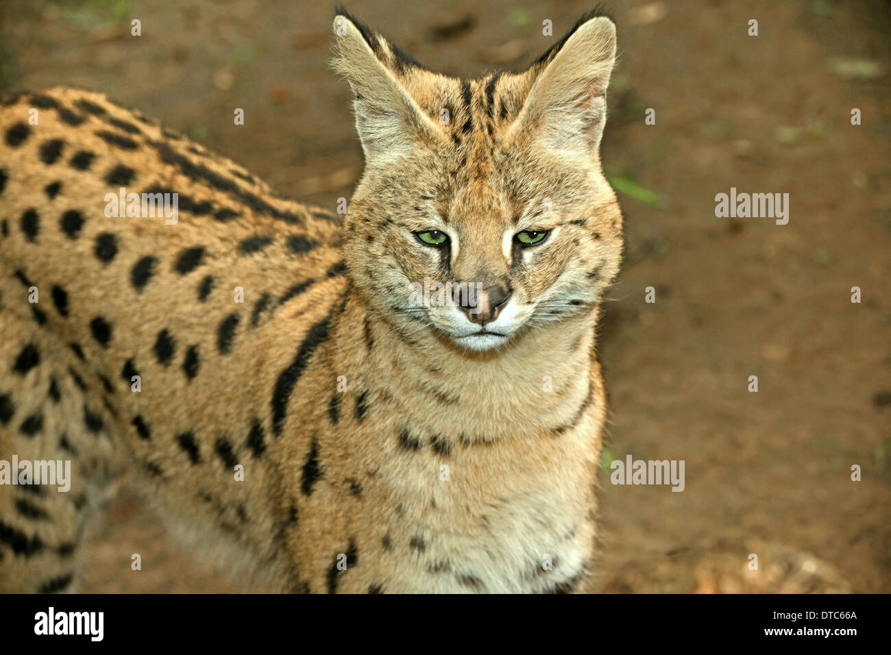 Serval Katze (Leptailurus Serval) Nahaufnahme Stockfoto