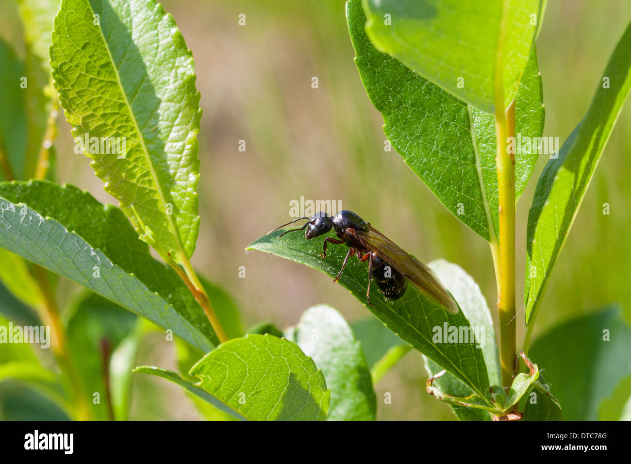 Große schwarze Ameise mit Flügeln Stockfoto