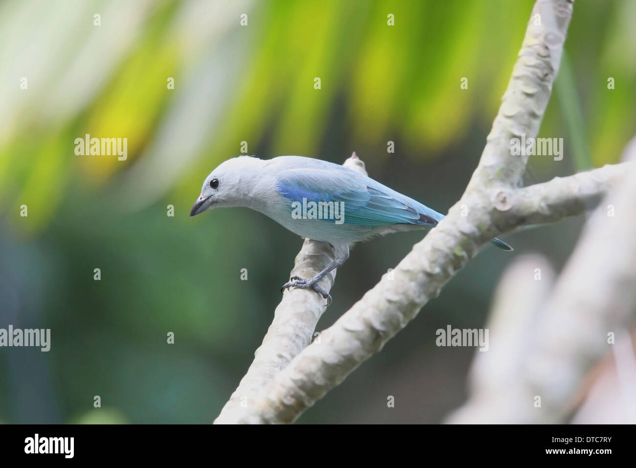 Blau-graue Tanager (Thraupis Episcopus) Stockfoto