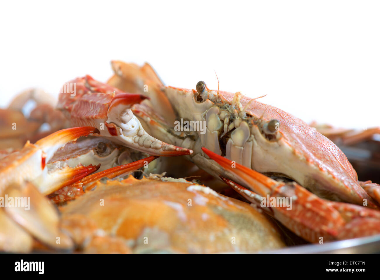gedämpfte Krabben Stockfoto