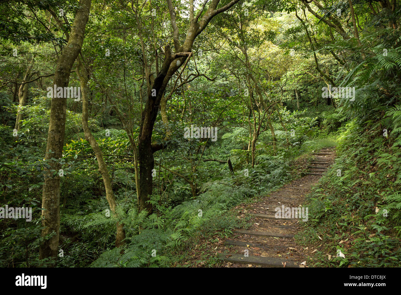 Pfad in einem üppigen und grünen Wald voller Bäume, Farne und andere Pflanzen Stockfoto