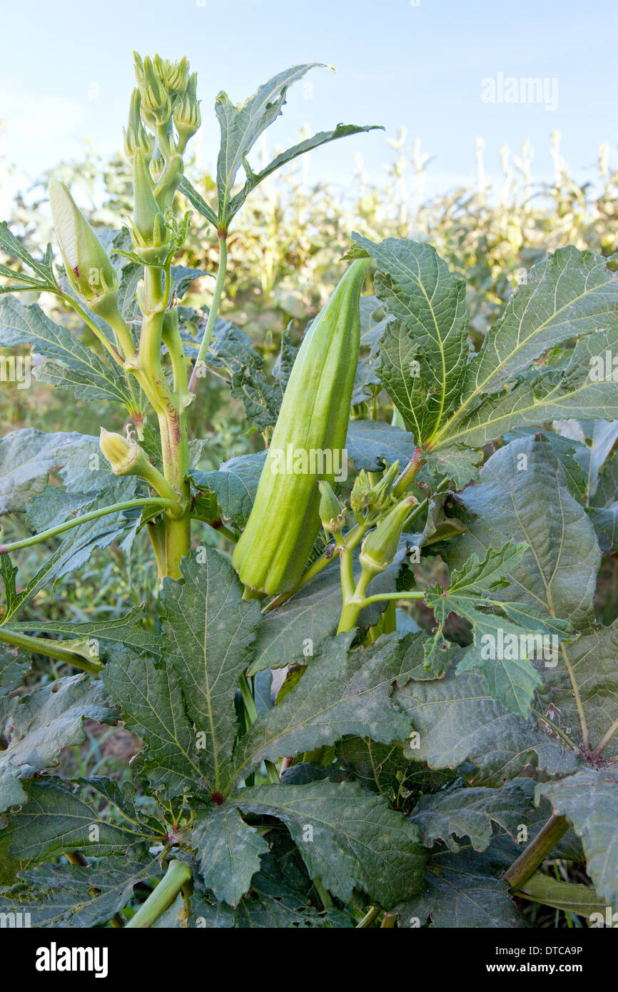 Okra Reifung im Feld "Abelmoschus Esculentus', Stockfoto