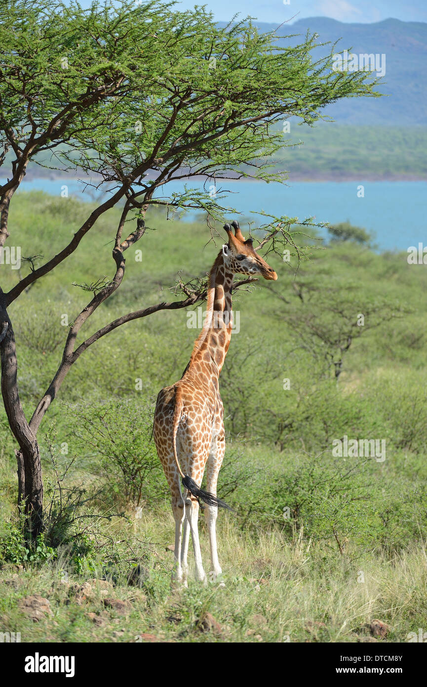 Rothschild Giraffen - Uganda-Giraffe (Giraffa Plancius Rotschildi) Ruko Gemeinschaft Wildlife Conservancy Stockfoto