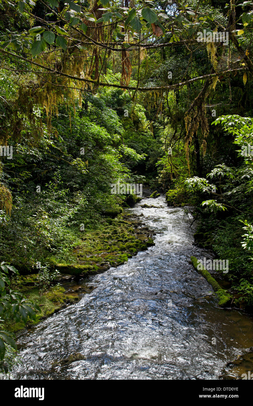 Ruakuri Scenic reserve, Native Regen Wald Spaziergang, Waitomo, Nordinsel, Neuseeland Stockfoto