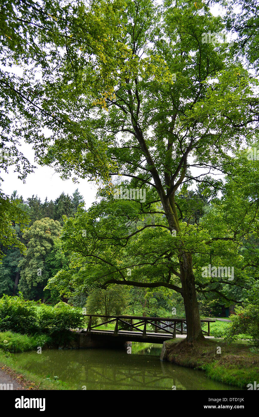 Grünen Bäumen im park Stockfoto
