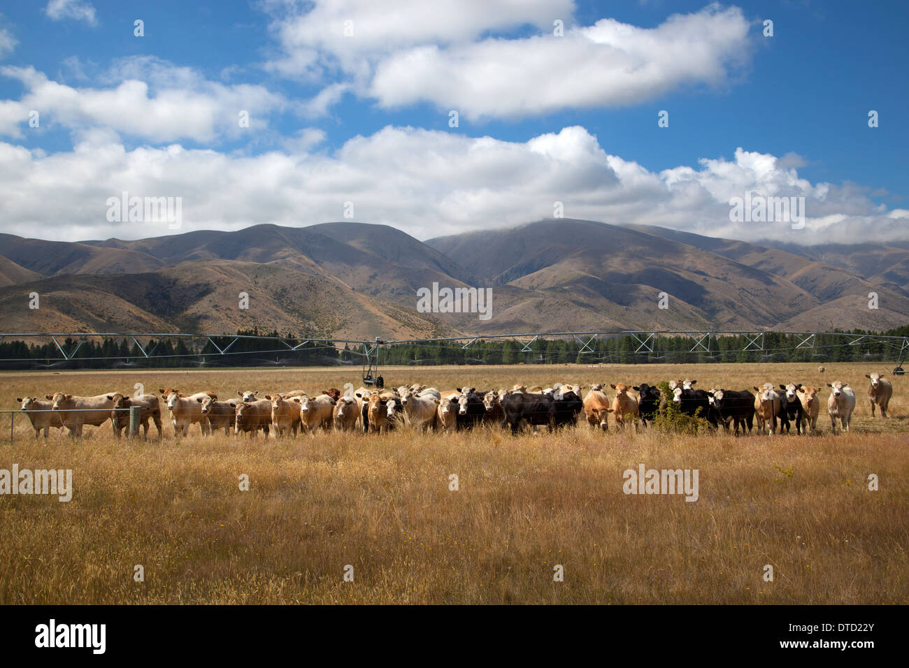 Vieh mit Wasser Bewässerung auf Canterbury Plains, Südinsel, Neuseeland Stockfoto