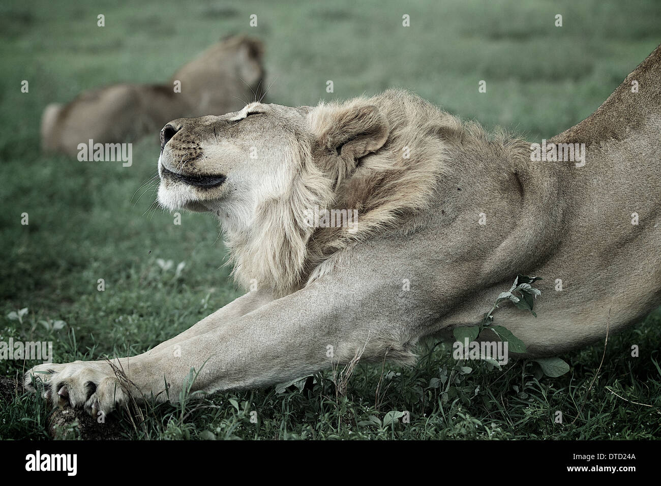 Lion erstreckt. Serengeti Nationalpark. Tansania. Afrika-Panthera leo Stockfoto