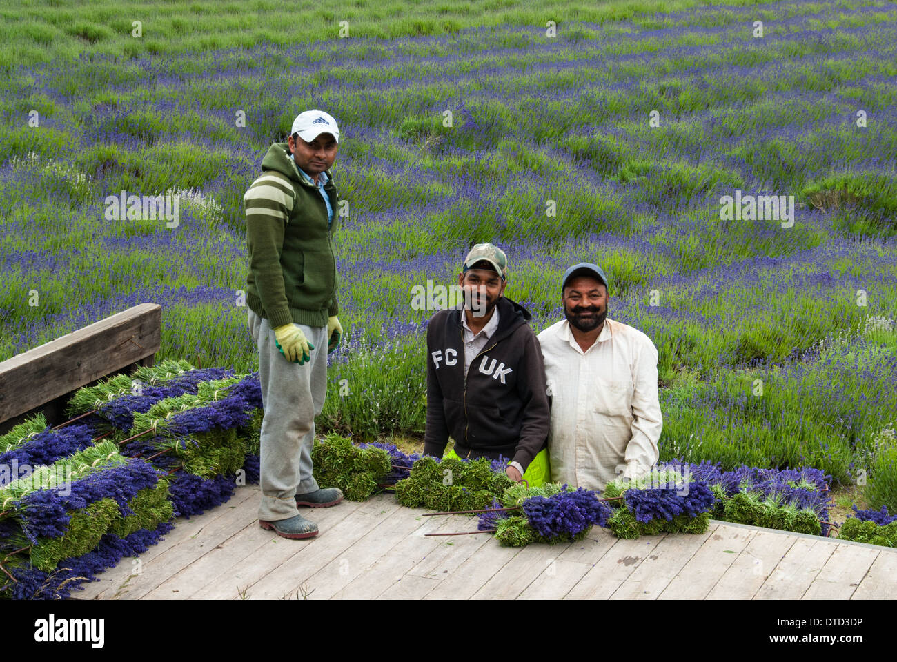 Migrant Außendienstmitarbeiter, die Ernte Lavendel. Stockfoto