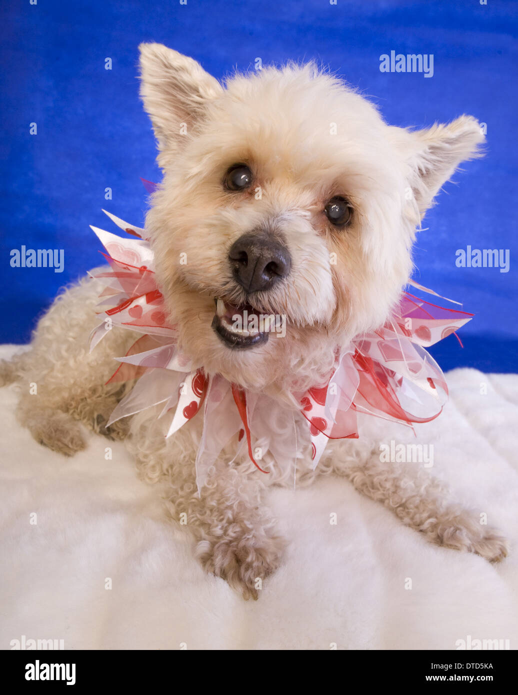 Lustige alte Hund auf blauen und weißen Hintergrund Stockfoto