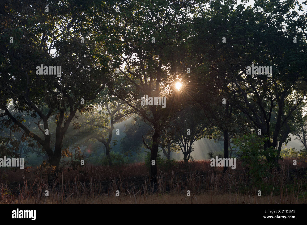 Xingu indigenen Park, Mato Grosso, Brasilien. Aldeia Matipu; Sonnenlicht durch den Wald in der Dämmerung. Stockfoto
