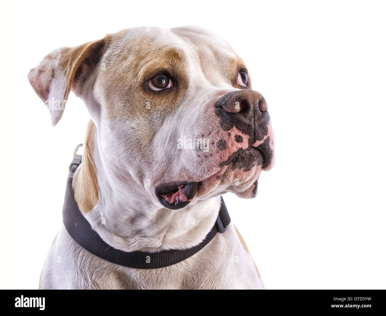 American Pit Bull Terrier Kopf geschossen auf der Seite isoliert auf weißem Hintergrund Stockfoto