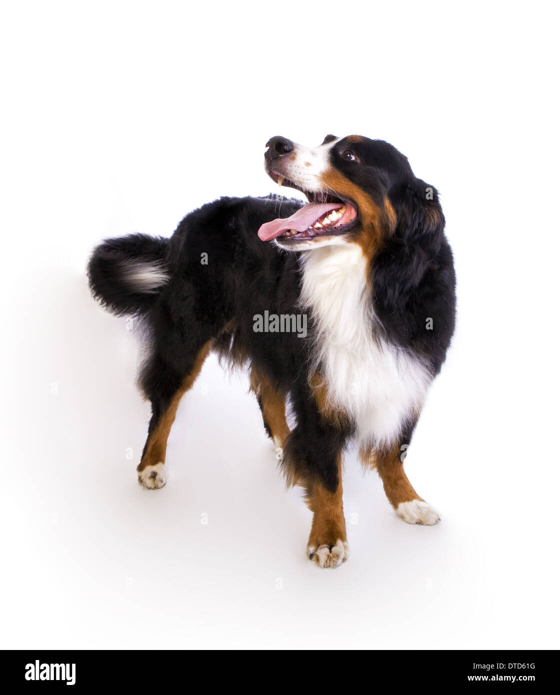 Happy Berner Berg Hund stehend wedelte mit Schweif isoliert auf weißem Hintergrund Stockfoto