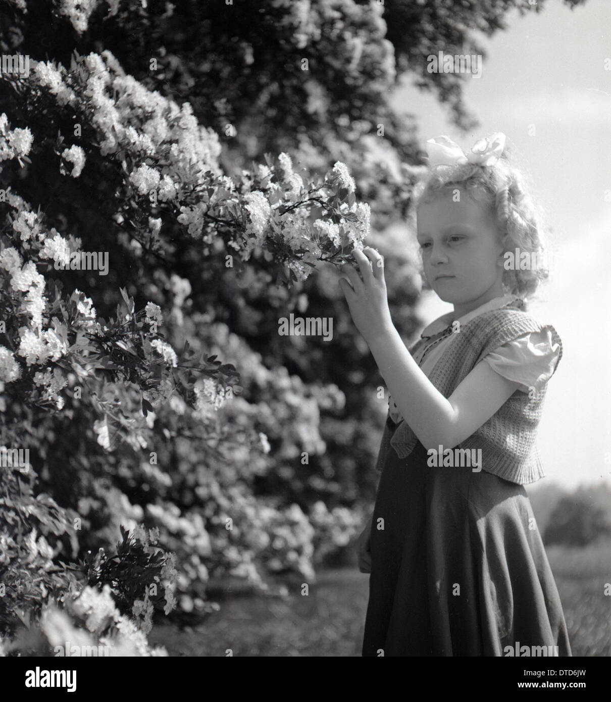 Historisches Bild von der 1950er Jahre zeigen eine hübsche junge blonde Mädchen studieren die Feder Blume oder Blüte auf einem Kirschbaum. Stockfoto