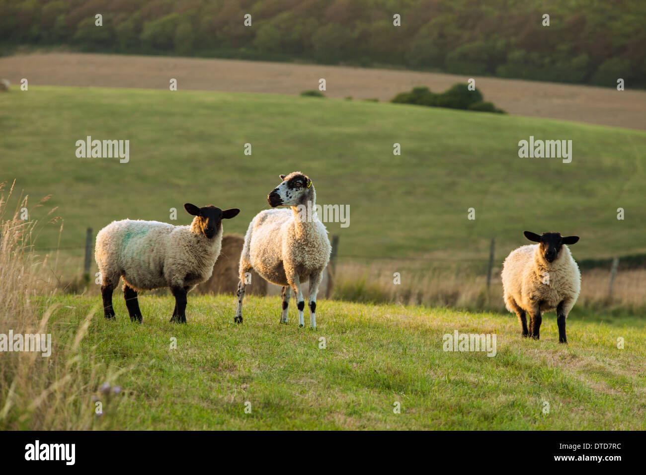 Neugierige Schafe auf den South Downs in East Sussex, England. Stockfoto