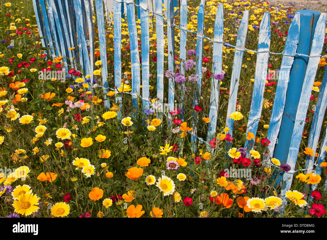 Beet, Blumenbeet, beet, Blumenwiese, Blumenwiese, Blumen, Gartenzaun